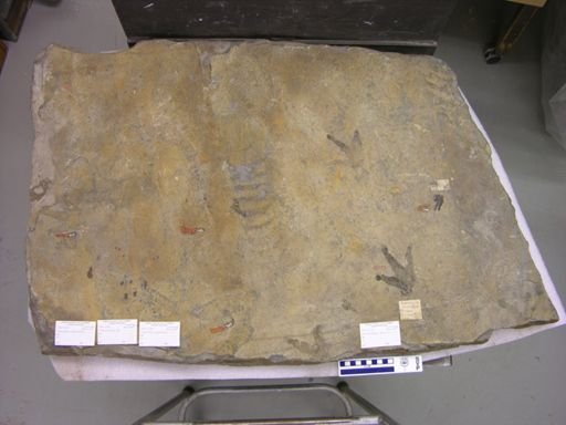Anchisauripus sp.