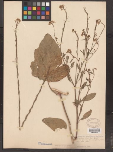 Brassica nigra