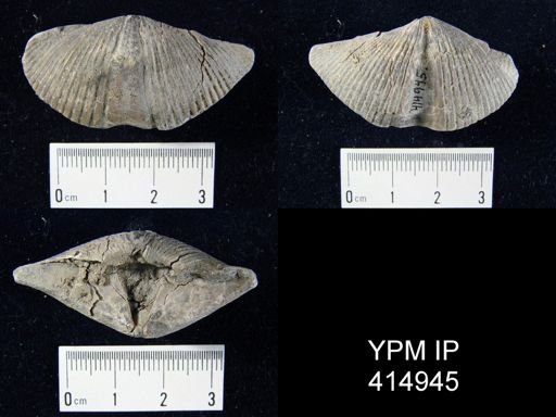 Eosyringothyris?
