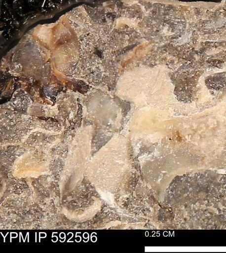 undet. Mollusca