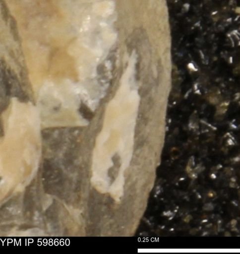 undet. Mollusca