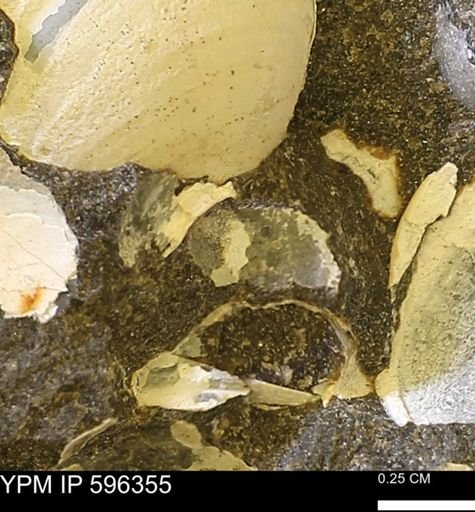 Limopsis? striatopunctatus