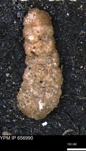 Ammobaculites euides
