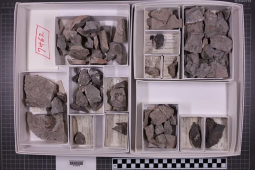 mixed taxa, stratigraphic collection