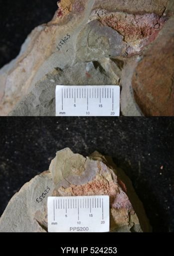 undet. Annelida