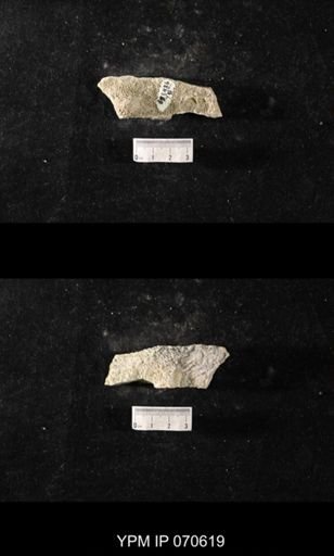 Favosites louisvillensis