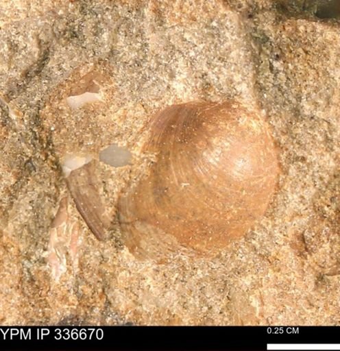 undet. Bivalvia