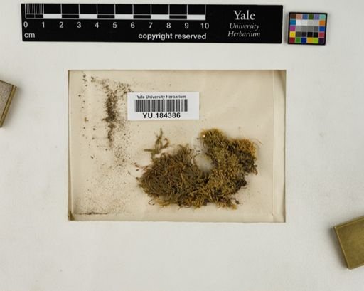 Plantae