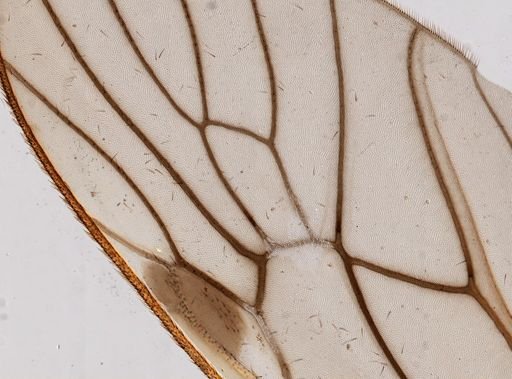 Tipulidae