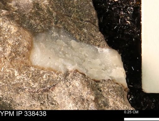 undet. Mollusca