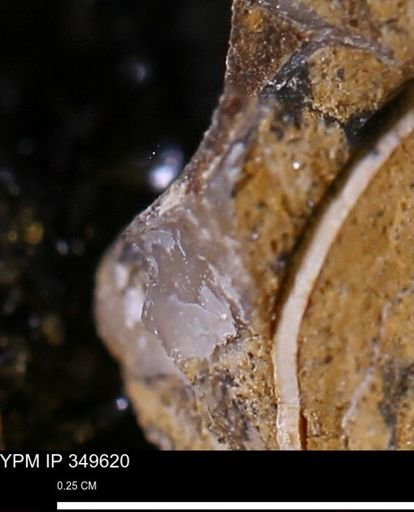 undet. Mollusca