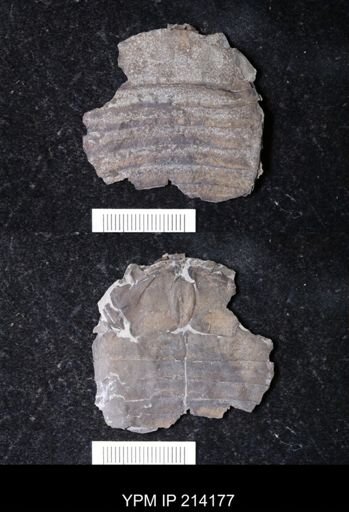 Eurypterus sp.