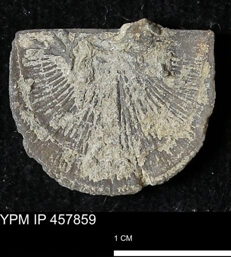 Strophodonta sp.