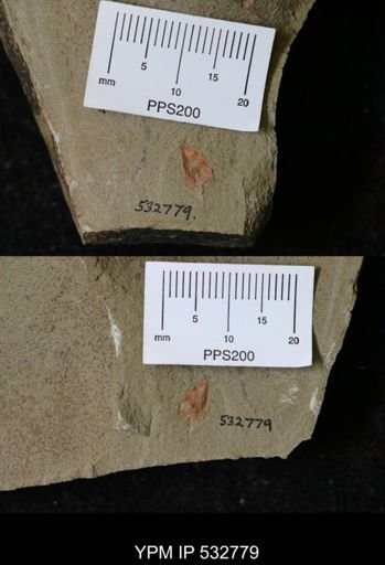 undet. Stylophora