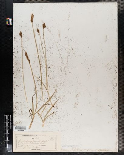 Carex