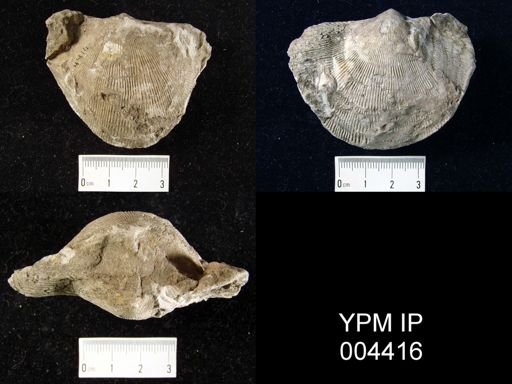 Atrypa desquamata
