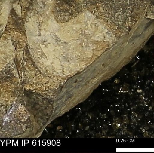 undet. Mollusca