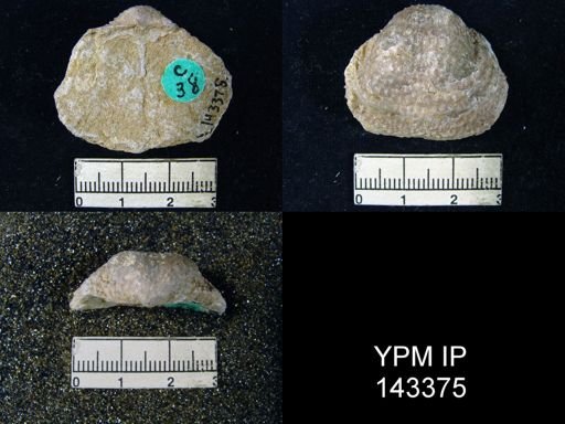Productus (Waagenoconcha) abichi