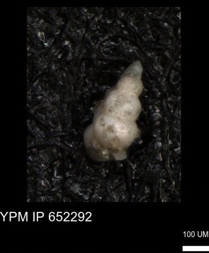 undet. Heterohelicidae