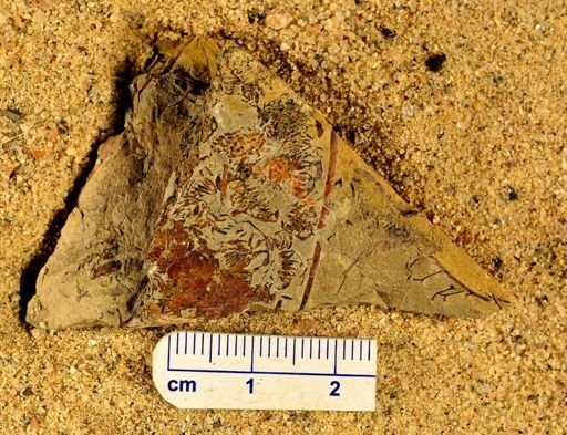 Rhacophyton sp.