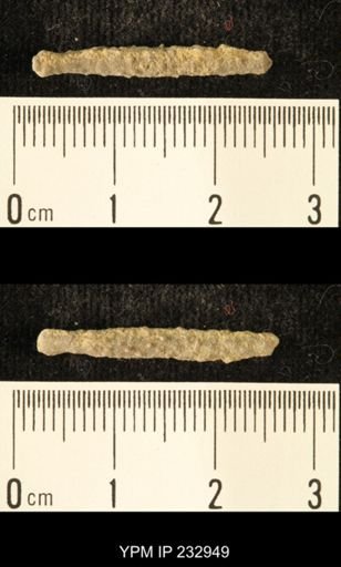 Archaeocidaris sp.