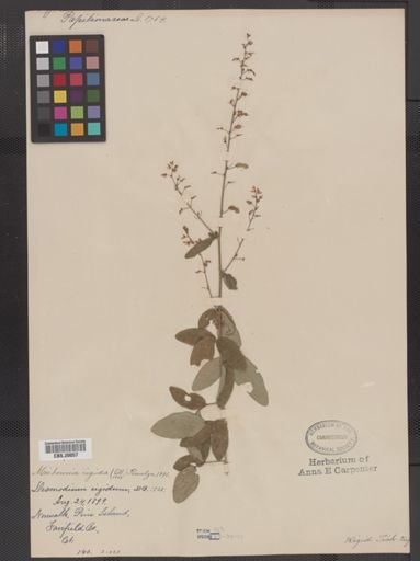 Desmodium rigidum