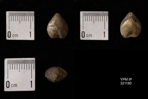 Dielasma turgida