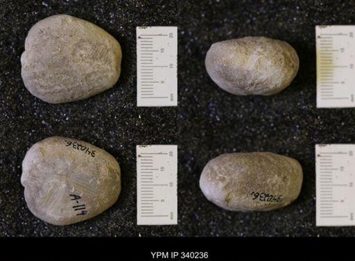 Hemiaster whitei