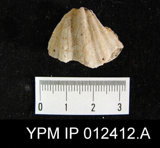 Elivina sulcifer