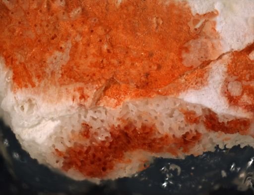 Crepidacantha carsioseta