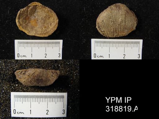 Productus cora