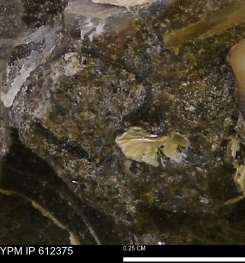 undet. Bivalvia