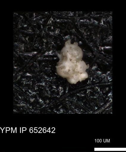 undet. Foraminiferida