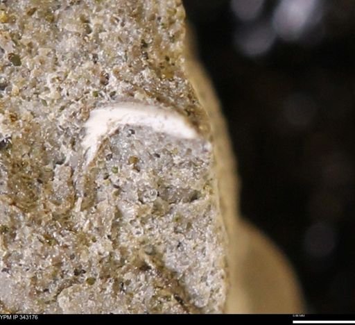 undet. Scaphitidae