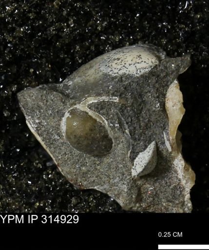 undet. Bivalvia