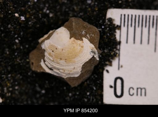 Limopsis striatopunctatus