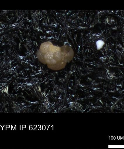 undet. Foraminiferida