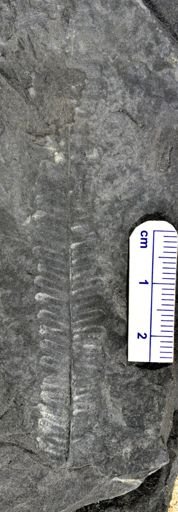 Pecopteris sp.