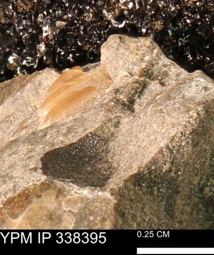 undet. Mollusca