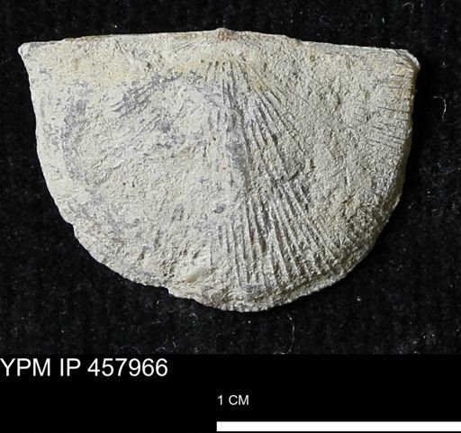Strophodonta sp.