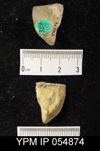 Strophonella reversa