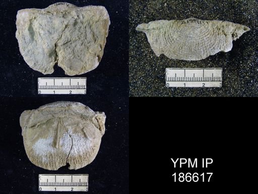 Dictyoclostus americanus