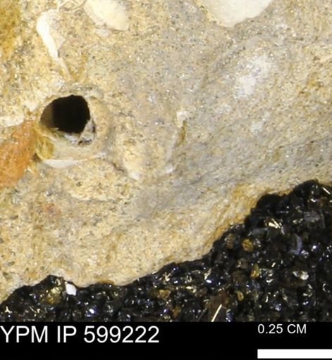 undet. Bryozoa