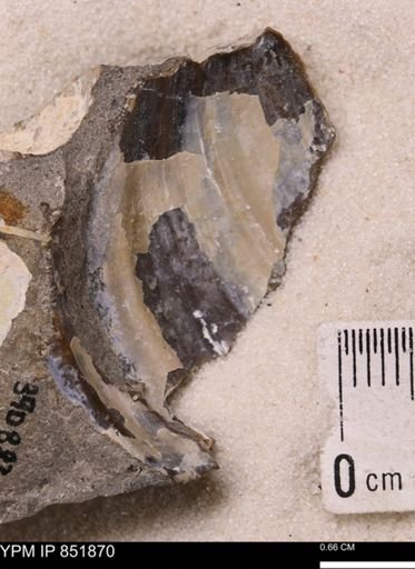Inoceramus sp.