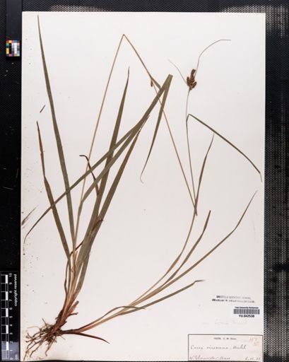 Carex virescens