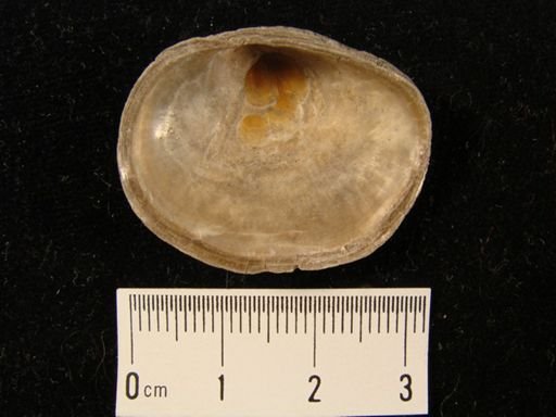 Anomia argentaria