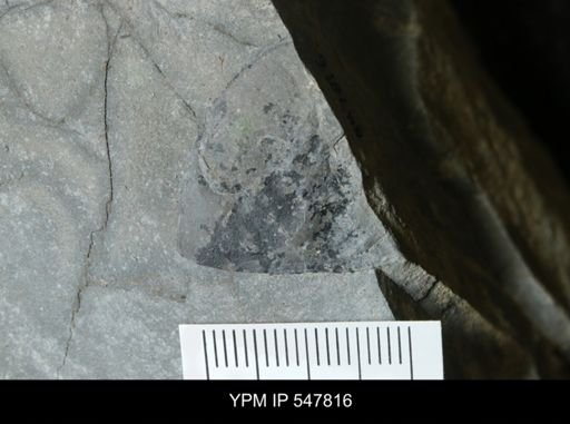 undet. Eurypterida