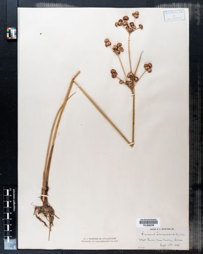 Juncus canadensis