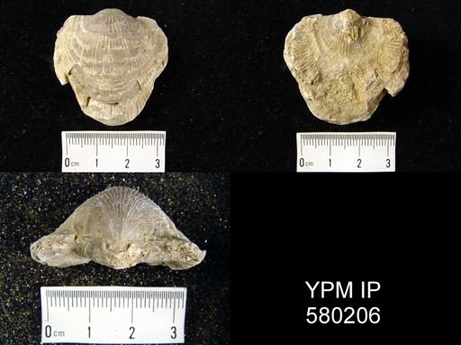 Desquamatia (Independatrypa) sp.