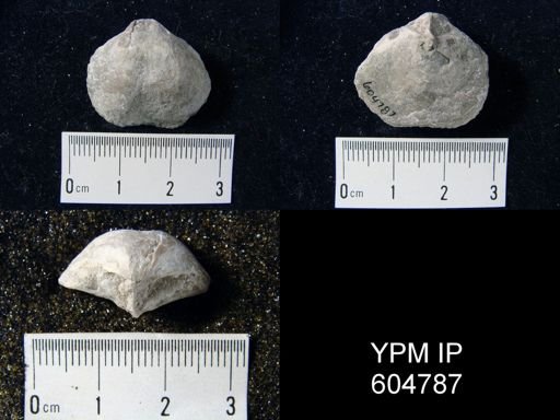 Orthothetina sp.
